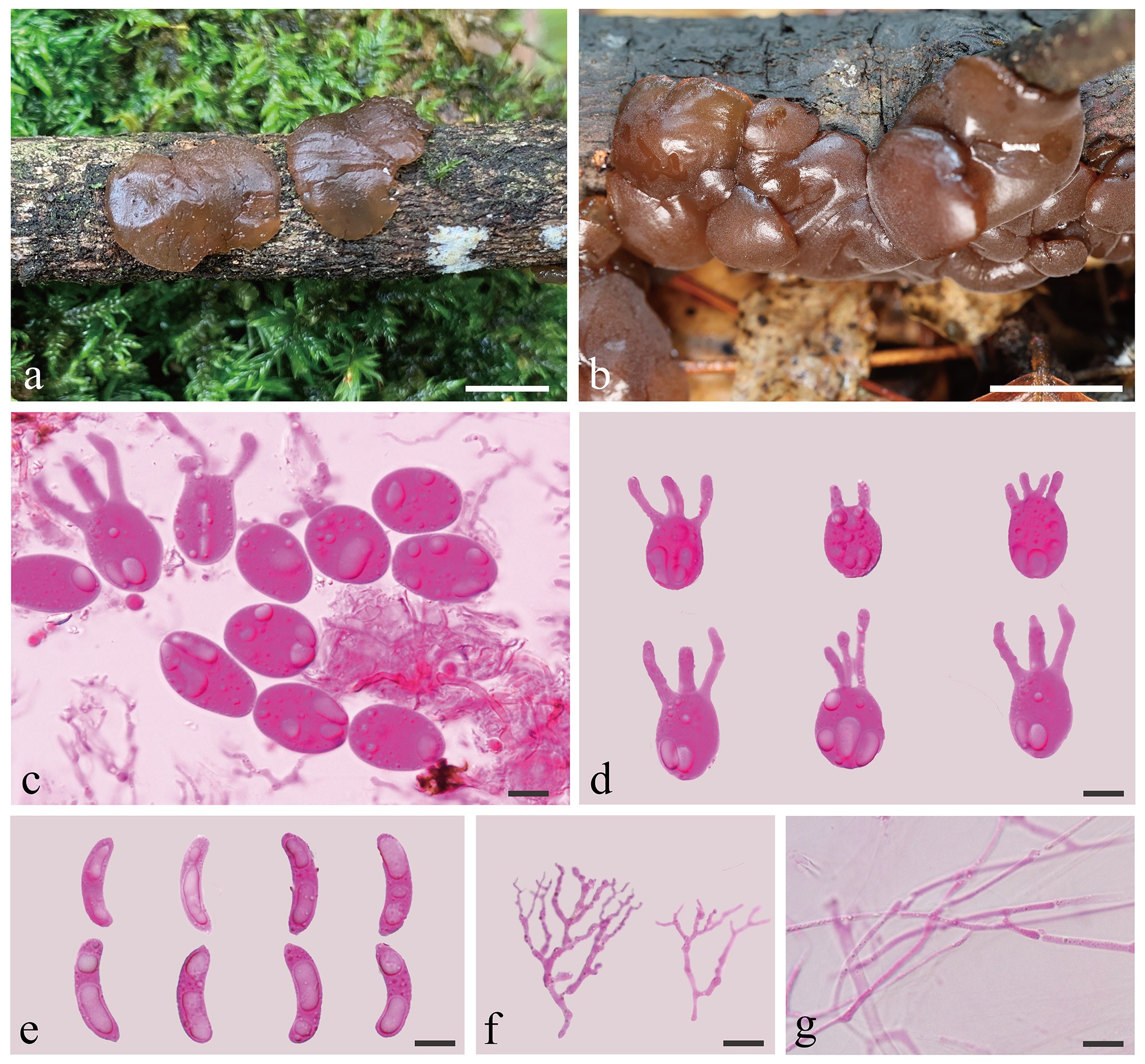 Figure 26